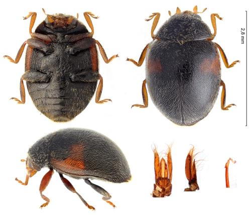 Réf. 296 270 : Scymnus marginalis